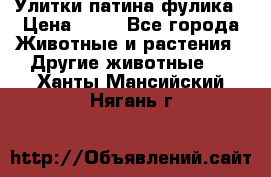 Улитки патина фулика › Цена ­ 10 - Все города Животные и растения » Другие животные   . Ханты-Мансийский,Нягань г.